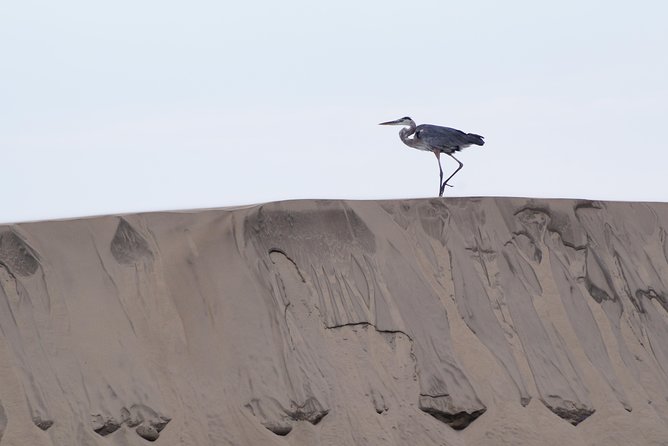 Gray Whale-Watching 2-Day Experience in Magdalena Bay - A simple night with excellent local food