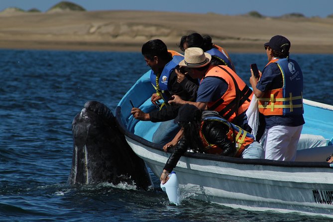 Gray Whale-Watching 2-Day Experience in Magdalena Bay - Who will enjoy this trip most