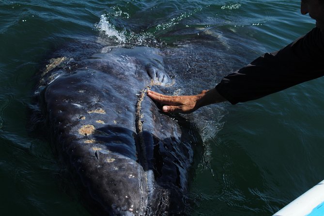 Gray Whale-Watching 2-Day Experience in Magdalena Bay - The first boat trip and the search for gray whales