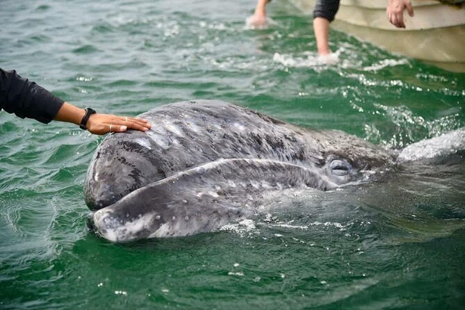 Gray Whale Watching Expedition at Magdalena Bay - Key points to know before booking