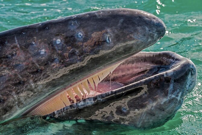 Gray Whale Watching Expedition at Magdalena Bay - From Puerto Chale to the open bay