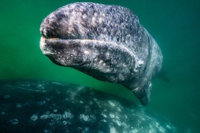 Gray Whale Watching Expedition at Magdalena Bay - The gray whale encounter