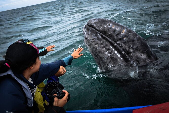 Gray Whale Watching Expedition at Magdalena Bay - Dolphins, seabirds, mangroves, and dunes