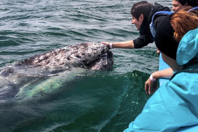 Gray Whale Watching Expedition at Magdalena Bay - What two hours on a panga feels like