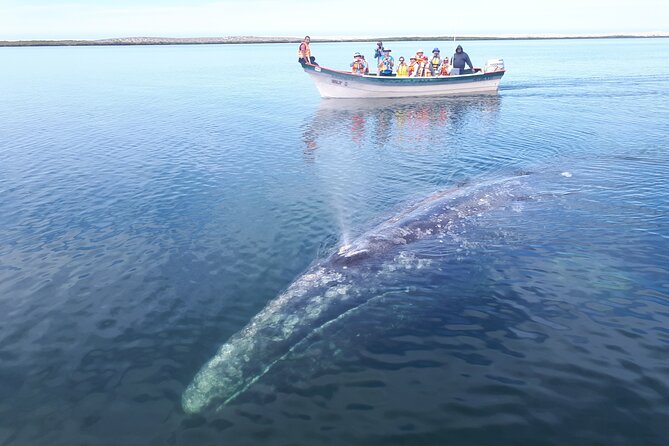 Gray Whale Watching Expedition at Magdalena Bay - The value of $179.12 per person