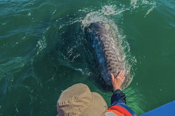Gray Whale Watching Expedition at Magdalena Bay - Who should book this outing