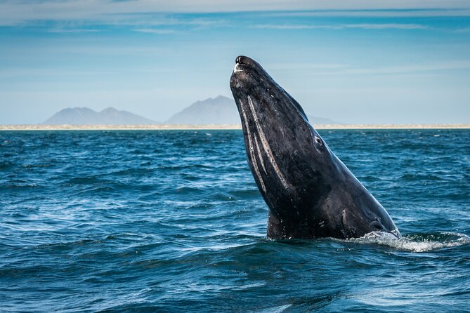 Gray Whale Watching Expedition at Magdalena Bay - Searching Bahía Magdalena and Almejas