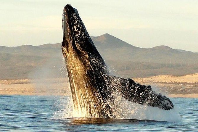 Gray Whale Watching Tour at Lopez Mateos - Key points to know before booking