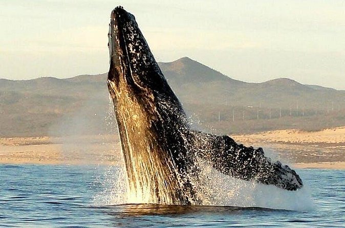 Gray Whale Watching Tour at Lopez Mateos - The panga boat is the heart of the outing