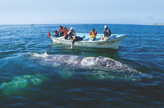 Gray Whale Watching Tour at Lopez Mateos - Lunch, refreshments, and the value of the $185 price
