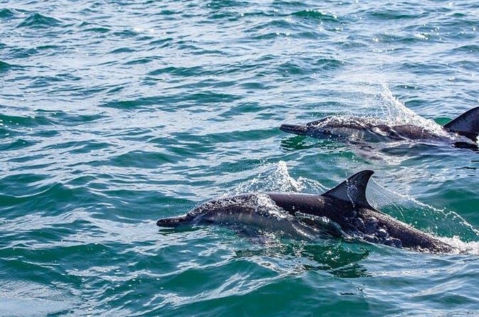 Gray Whale Watching Tour at Lopez Mateos - Who should book this Loreto whale tour