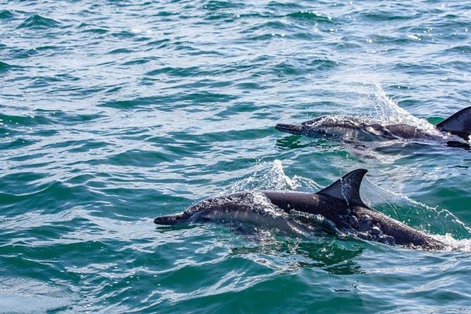 Gray Whale Watching Tour at Lopez Mateos - Weather, cancellations, and the practical fine print