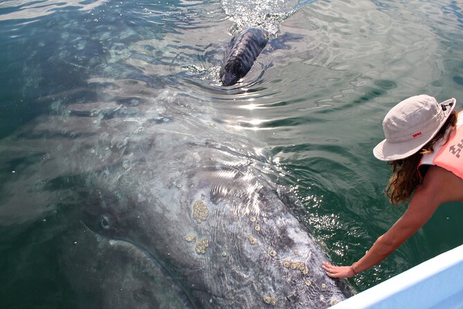 Gray Whale Watching Tour with Marine Biologist and Small Group - Key points at a glance