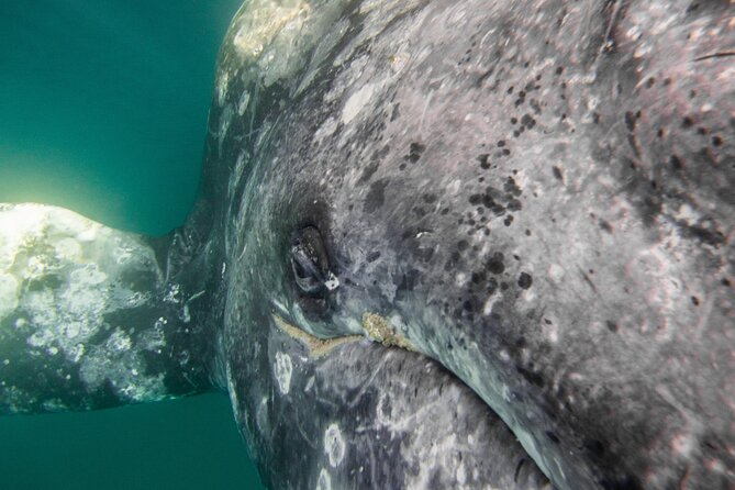 Gray Whale Watching Tour with Marine Biologist and Small Group - Learning from Valentina on the water
