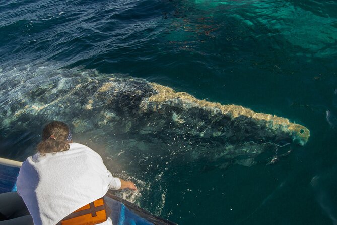 Gray Whale Watching Tour with Marine Biologist and Small Group - An eco-conscious approach to whale watching