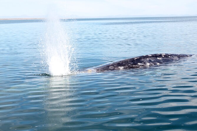Gray Whale Watching Tour with Marine Biologist and Small Group - Local seafood lunch in Puerto Chale