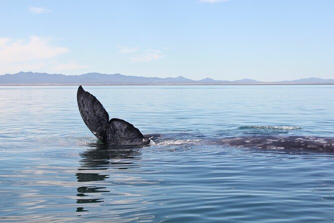 Gray Whale Watching Tour with Marine Biologist and Small Group - What the $376.34 price includes