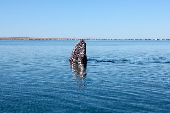 Gray Whale Watching Tour with Marine Biologist and Small Group - What to wear and pack