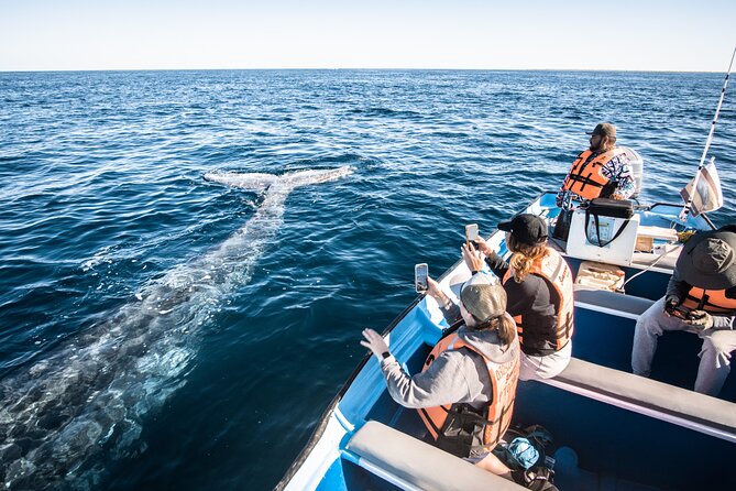 Gray Whale Watching Tour with Marine Biologist and Small Group - Who will enjoy this tour most