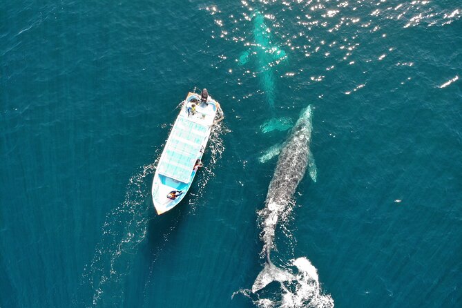 Gray Whale Watching Tour with Marine Biologist and Small Group - Three hours with gray whales