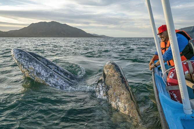 Gray Whales Watching in Magdalena Bay - Key points to know before you book