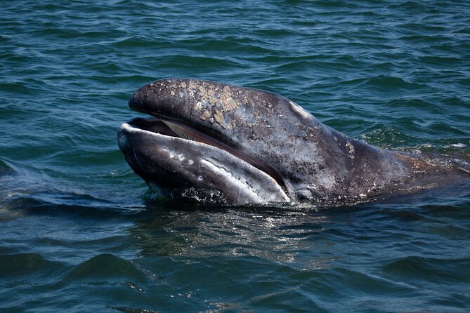 Gray Whales Watching in Magdalena Bay - Leaving La Paz at 7:30 a.m.