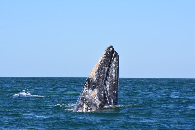 Gray Whales Watching in Magdalena Bay - Three hours watching gray whales