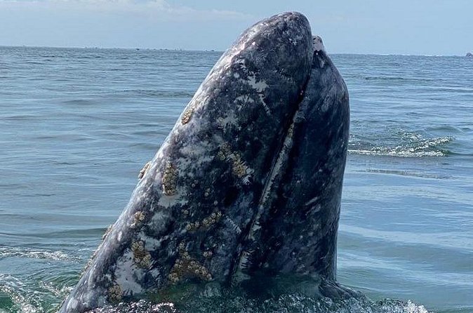 Gray Whales Watching in Magdalena Bay - The local captain adds more than boat skills