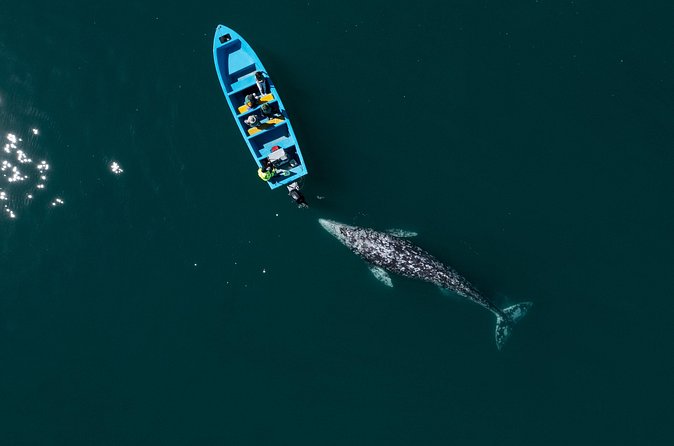 Gray Whales Watching in Magdalena Bay - Who will enjoy this day most?