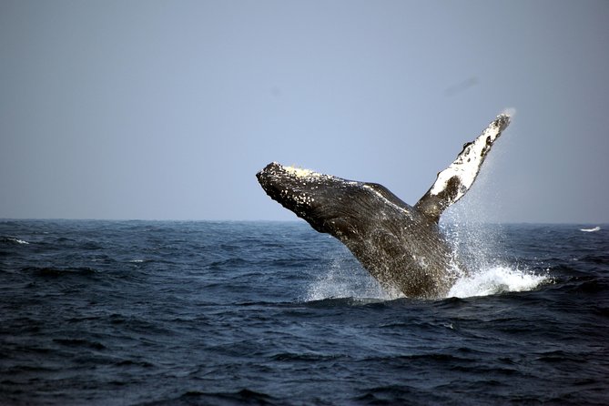 Great Whale Watching at Kerama Islands and Zamami Island - Key points to know before booking