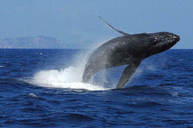 Great Whale Watching at Kerama Islands and Zamami Island - Why Zamami is a strong place for whale watching