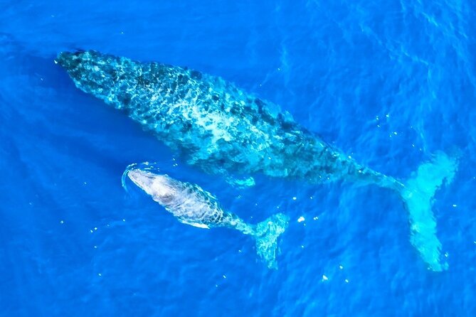 Great Whale Watching at Kerama Islands and Zamami Island - What the $86 price includes