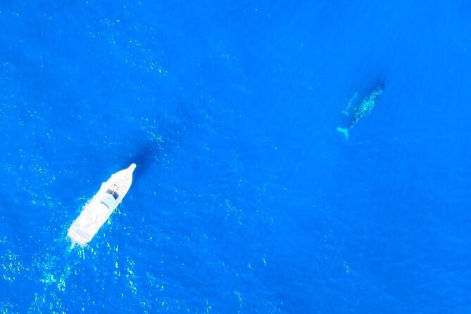 Great Whale Watching at Kerama Islands and Zamami Island - The season, weather, and timing
