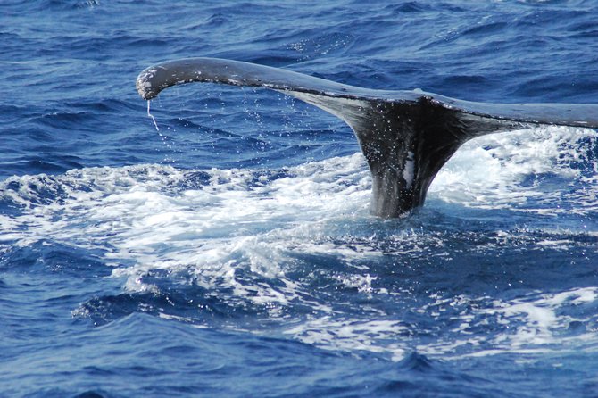 Great Whale Watching at Kerama Islands and Zamami Island - Who can take part, and who should skip it