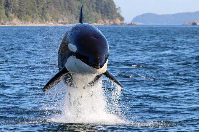 Guaranteed Whale Watch Tour from Anacortes - Key points to know before booking