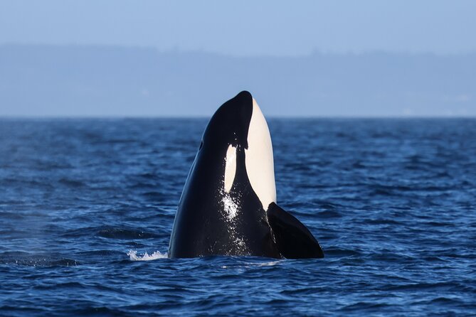 Guaranteed Whale Watch Tour from Anacortes - Meeting orcas in the wild