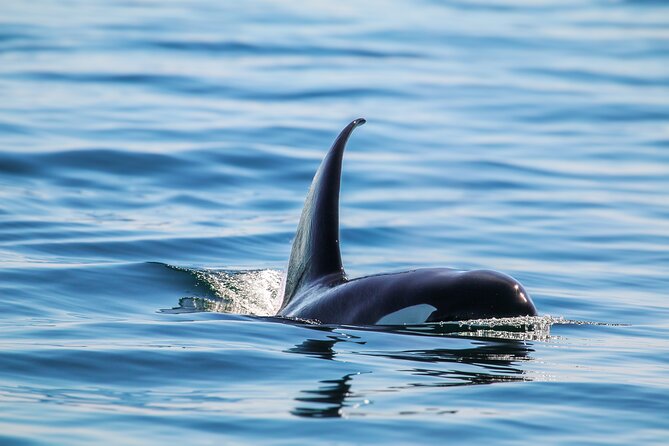 Guaranteed Whale Watch Tour from Anacortes - Price, group size, and overall value