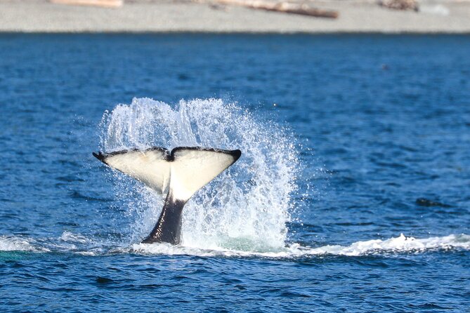 Guaranteed Whale Watch Tour from Anacortes - Boarding the Island Explorer 5