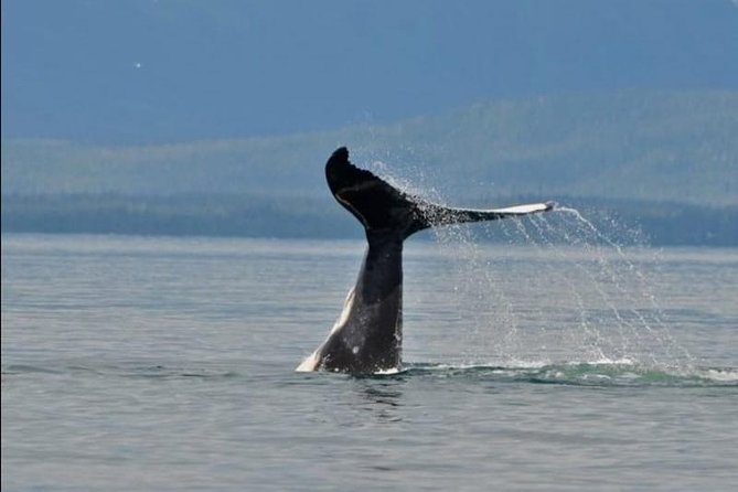 Guaranteed Whale Watching Adventure - Key points to know before you book