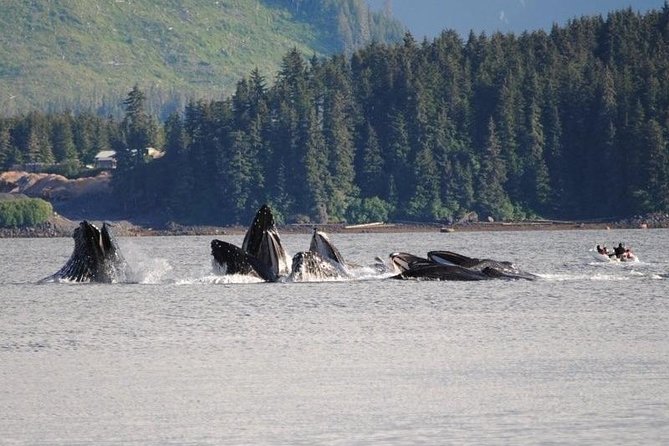 Guaranteed Whale Watching Adventure - The wildlife beyond the whales