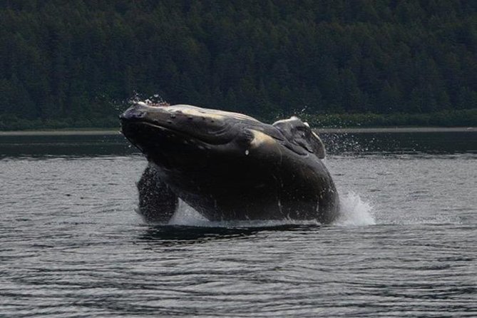 Guaranteed Whale Watching Adventure - What the three-hour route is really like