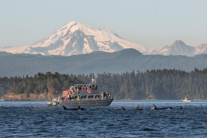 Guaranteed Whale Watching Tour - What the 3.5-hour outing is like