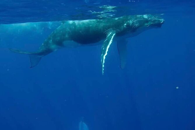 Guided Small Group Whale Watching and Swim Tour Tahiti - Why the six-person format matters on a whale trip