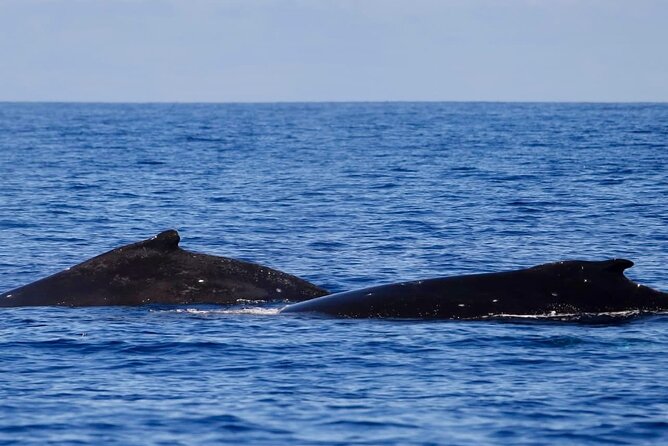 Guided Small Group Whale Watching and Swim Tour Tahiti - Searching Tahiti’s waters for humpback whales