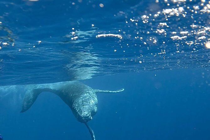 Guided Small Group Whale Watching and Swim Tour Tahiti - Entering the water only when the whales are calm
