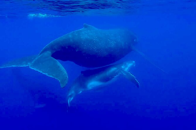 Guided Small Group Whale Watching and Swim Tour Tahiti - The wetsuit and snorkeling gear are practical, not decorative