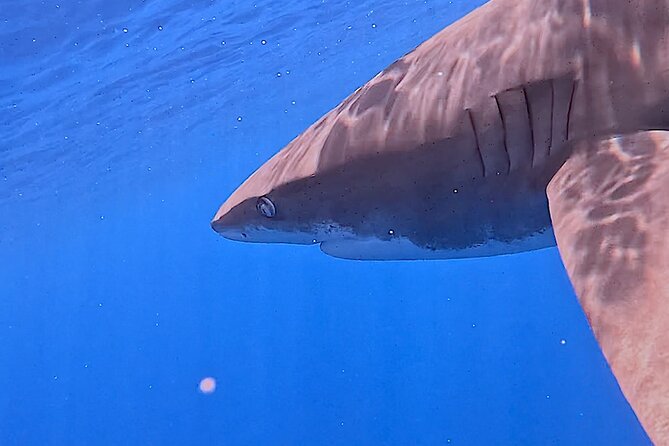 Guided Small Group Whale Watching and Swim Tour Tahiti - What the strongest praise is really about