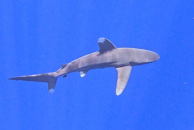 Guided Small Group Whale Watching and Swim Tour Tahiti - Who will get the most from this tour