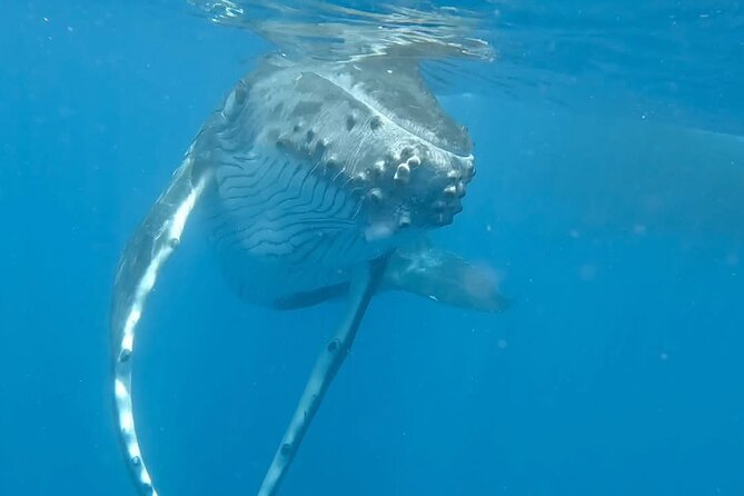 Guided Small Group Whale Watching and Swim Tour Tahiti - Starting at 8 a.m. from the Papeete area