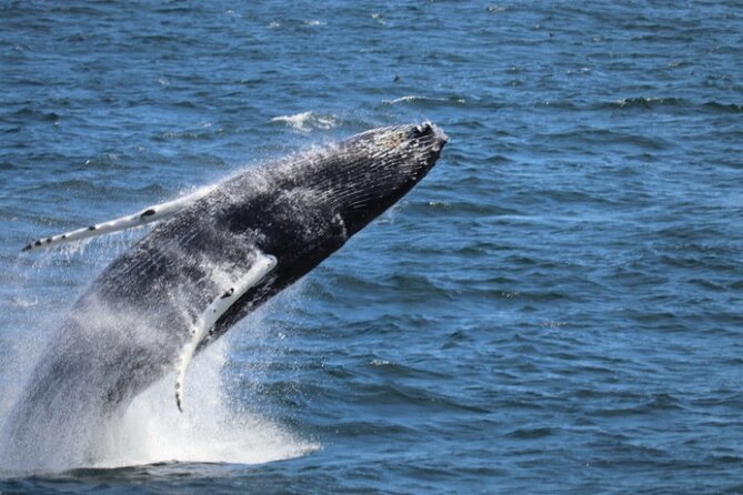 Guided Whale Watching Experience from Reykjavik - Key points to know before sailing